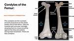 What Does the Condyles Do?