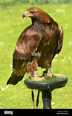 What Does the Eagle Stand for?
