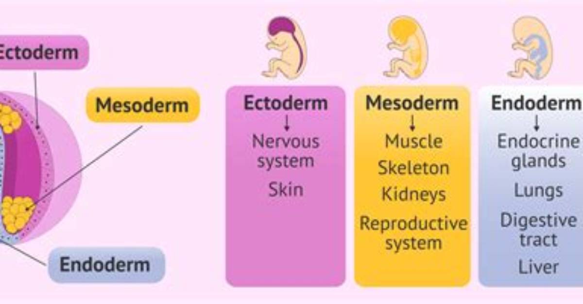 What Does the Ectoderm Form?