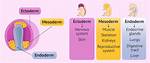 What Does the Ectoderm Form?