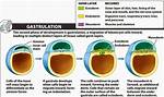 What Does the Endoderm Form?