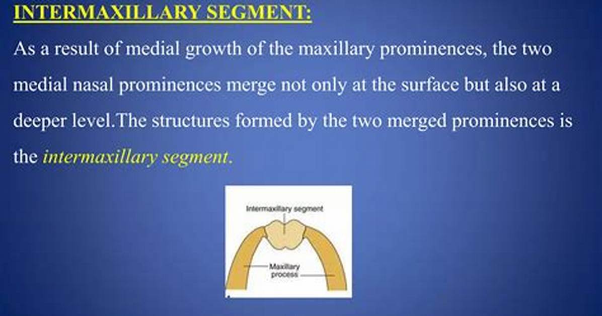 What Does the Intermaxillary Segment Form?