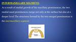What Does the Intermaxillary Segment Form?