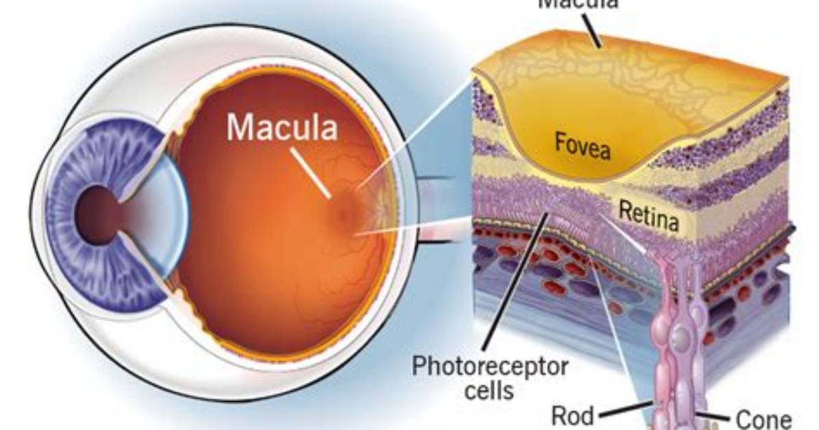 What Does the Macula Do?
