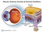 What Does the Macula Do?