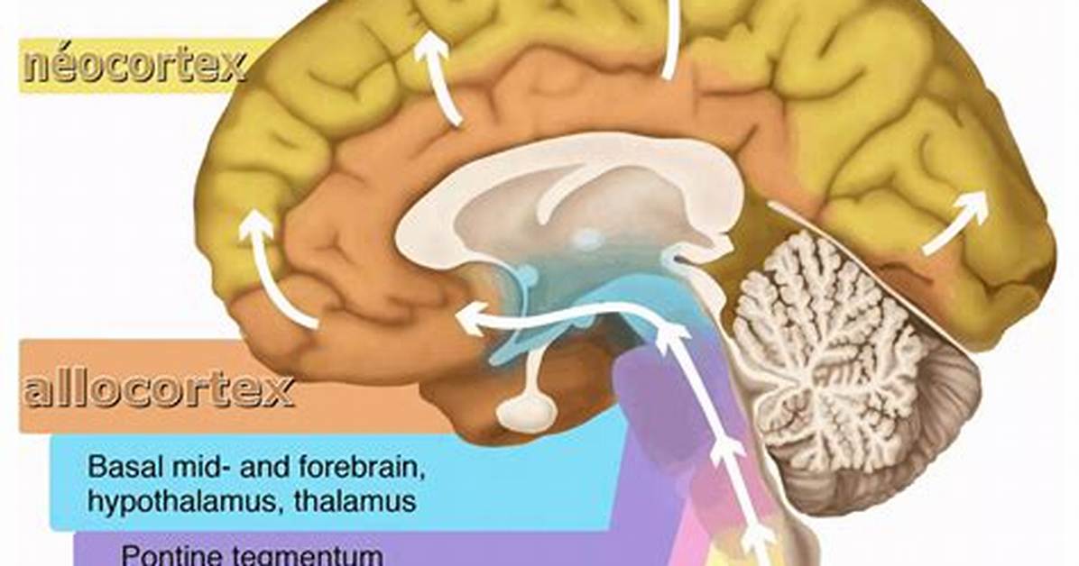 What Does the Neocortex Do?