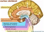 What Does the Neocortex Do?