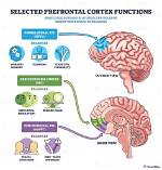What Does the Prefrontal Cortex Do