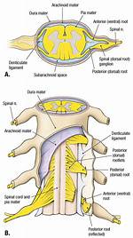 What Does the Rootlets Do?