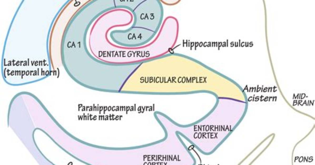 What Does the Subicular Complex Do?