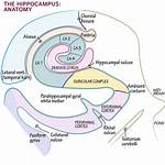 What Does the Subicular Complex Do?