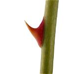 What Does Thorn Mean?