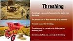 What Does Threshed Mean?