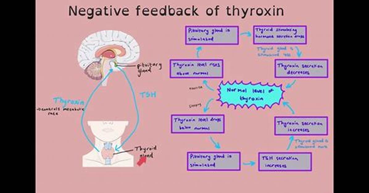 What Does Thyroxine Control or Influence