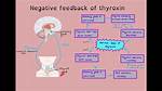 What Does Thyroxine Control or Influence