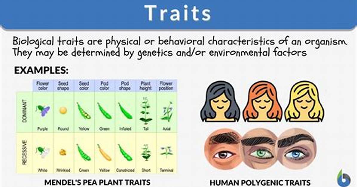 What Does Trait Mean