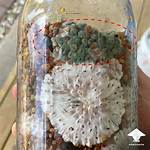What Does Trichoderma Smell Like?
