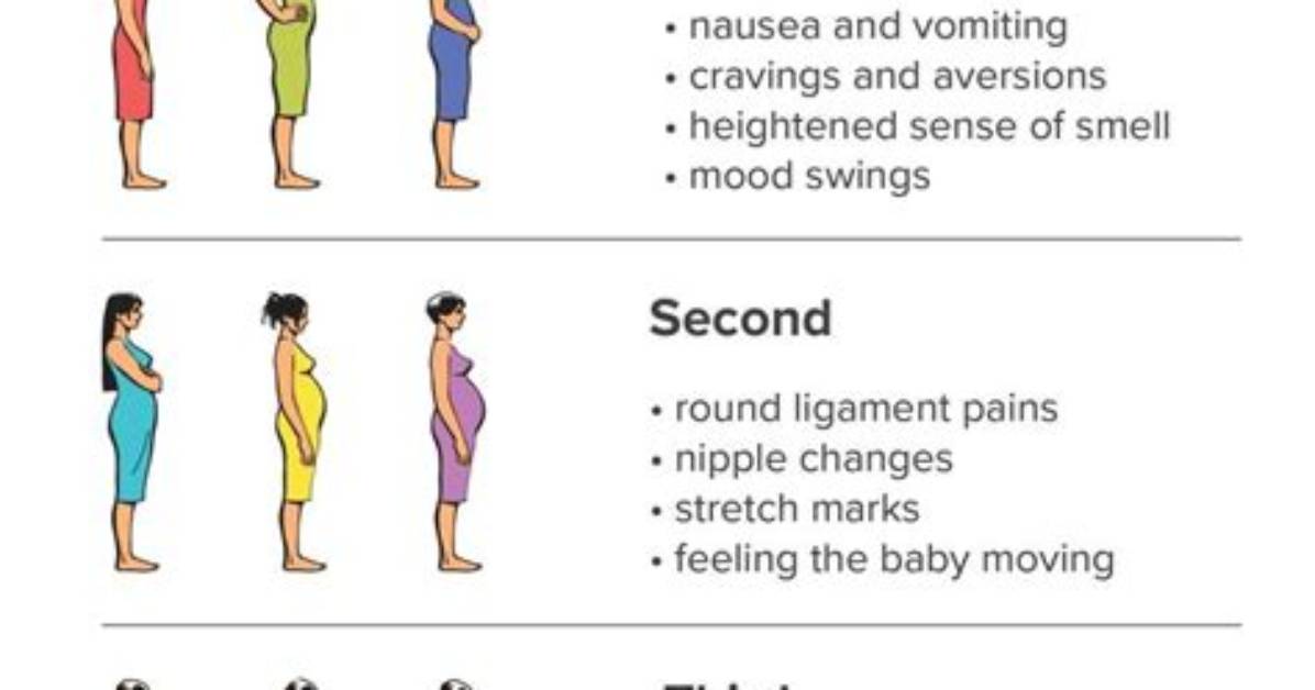 What Does Trimester Means?