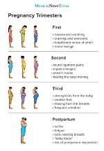 What Does Trimester Means?
