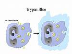 What Does Trypan Blue Bind to?