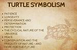 What Does Turtle Symbolize?