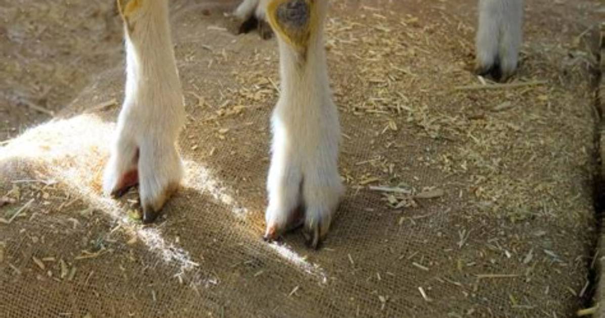 What Does Two Footed Mean?