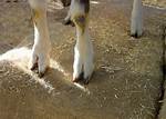 What Does Two Footed Mean?