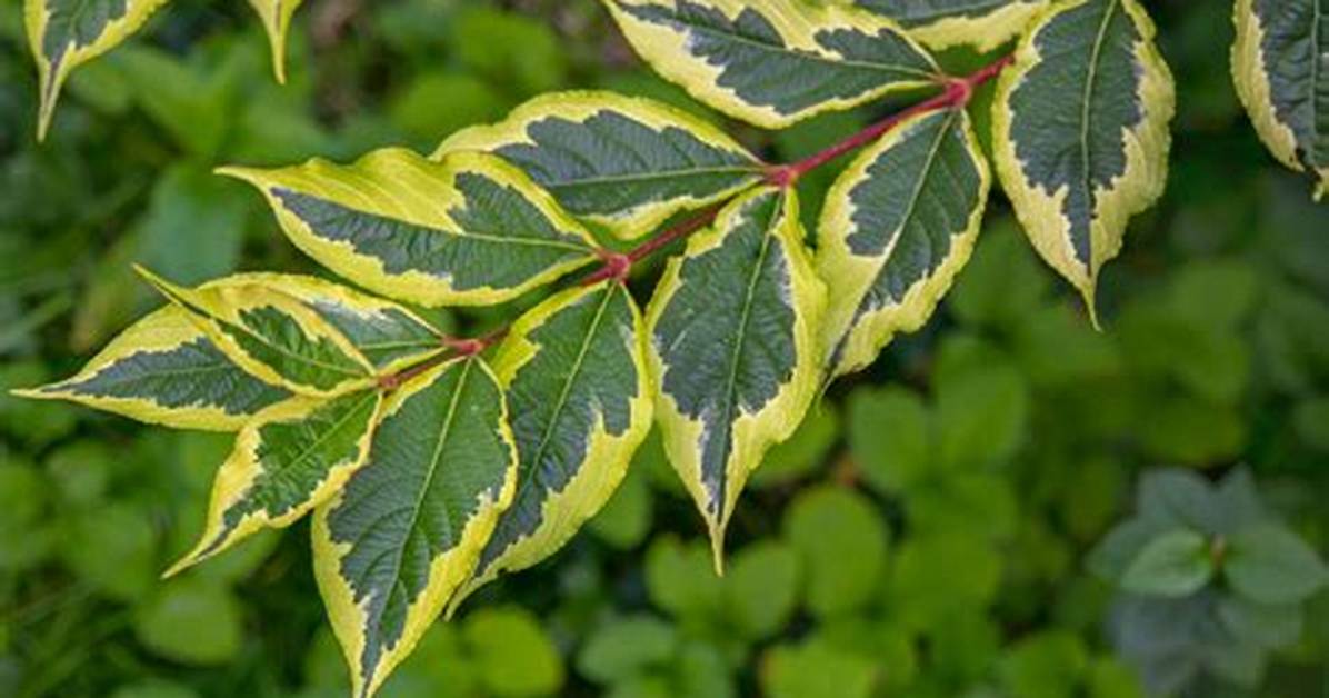 What Does Variegated Mean