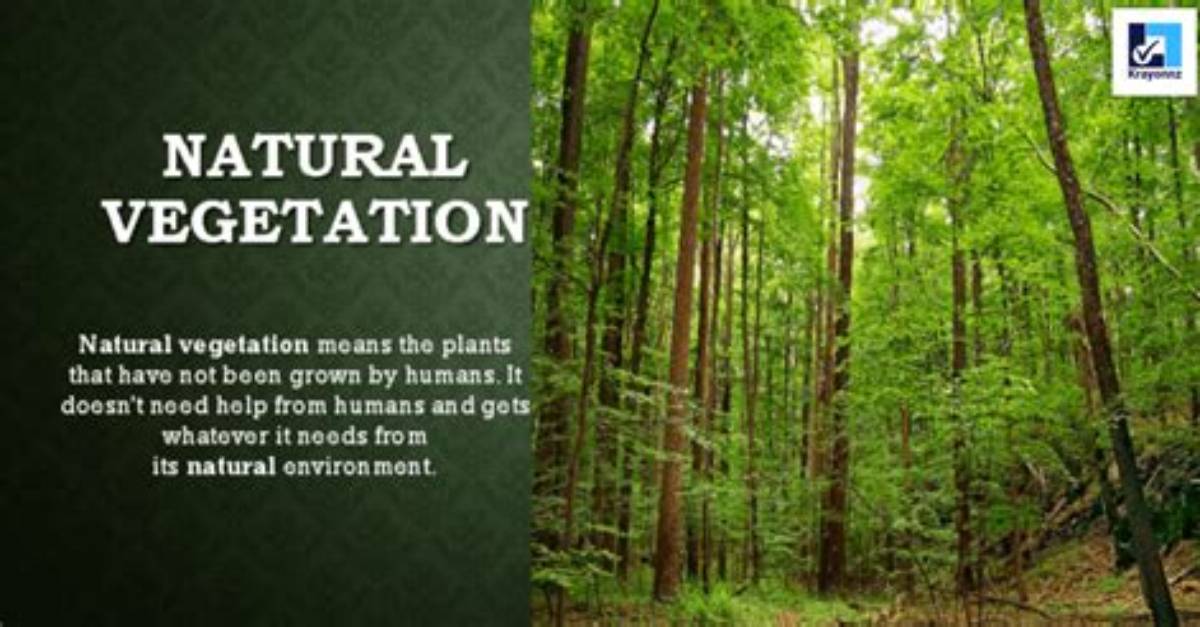 What Does Vegetation Mean?
