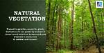 What Does Vegetation Mean?