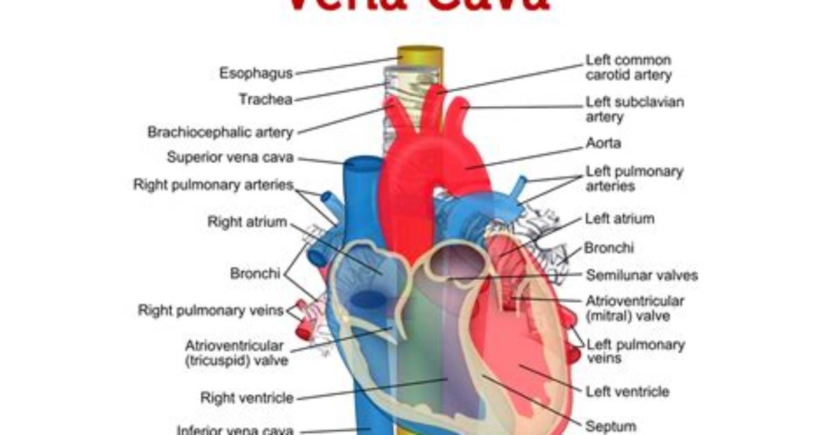 What Does Vena Cava?