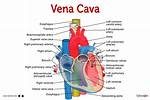 What Does Vena Cava?
