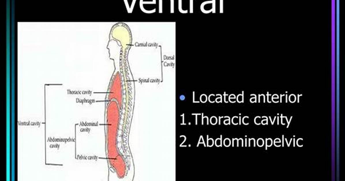 What Does Ventral Mean