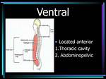 What Does Ventral Mean
