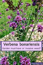 What Does Verbena Mean?