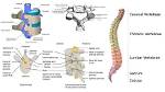 What Does Vertebral Mean?
