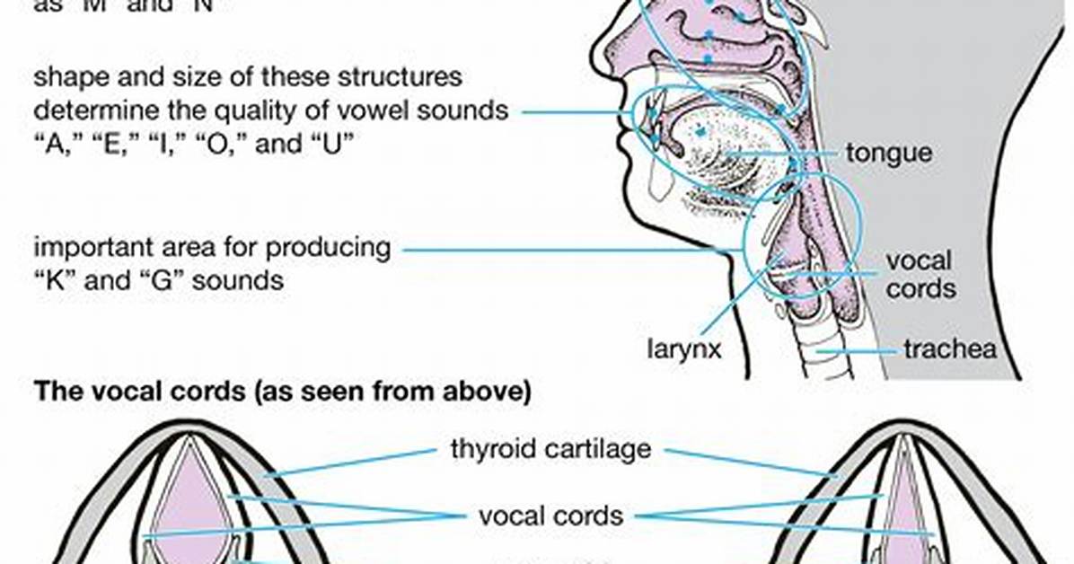 What Does Vocalization Mean?