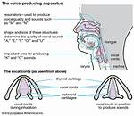 What Does Vocalization Mean?