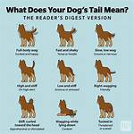 What Does Wagging School Mean?