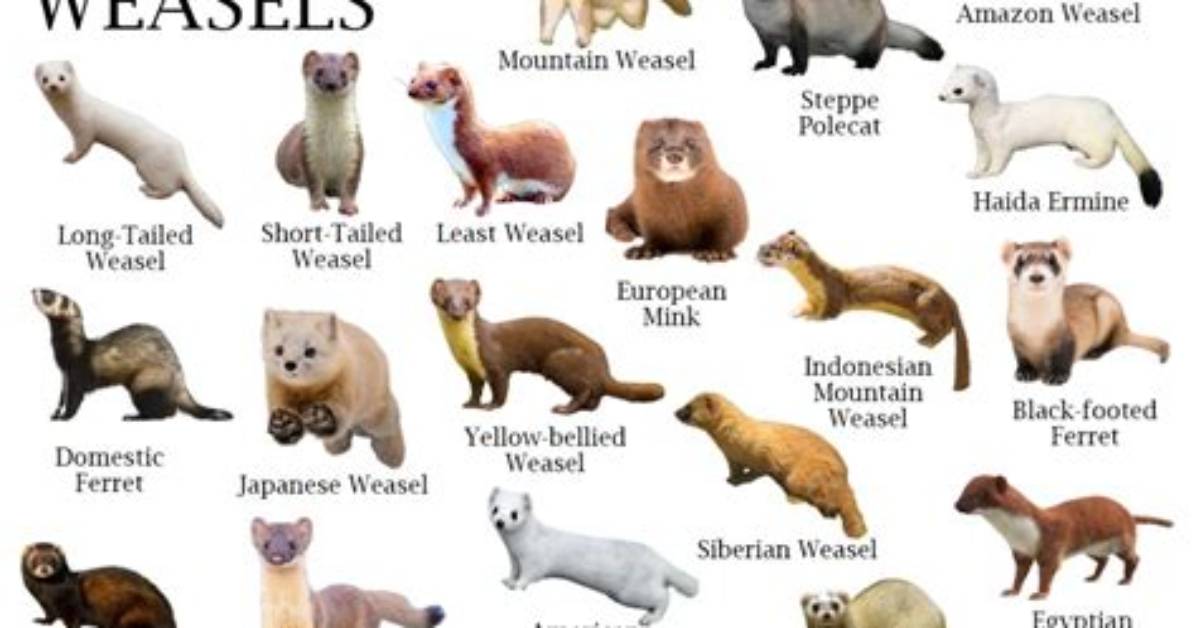 What Does Weasel Mean?