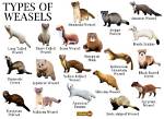 What Does Weasel Mean?