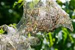 What Does Webworms Look Like
