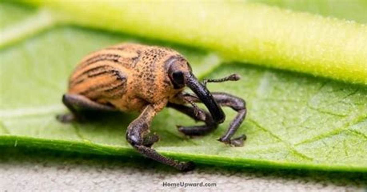 What Does Weevil Mean?