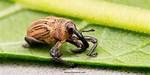 What Does Weevil Mean?