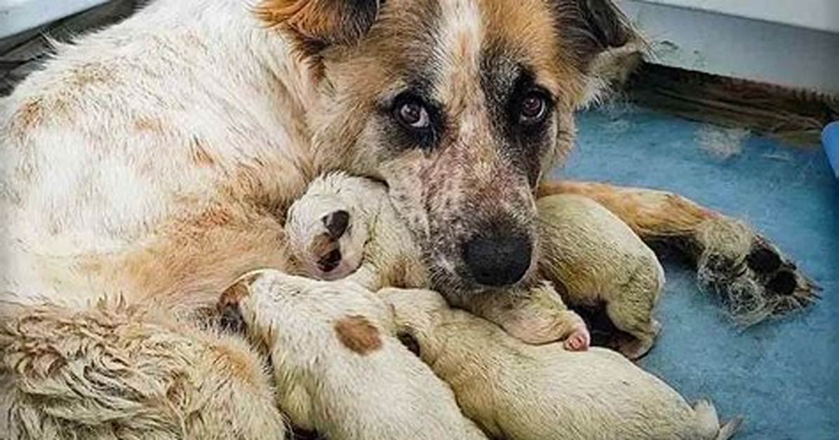 What Does Whelping Mean