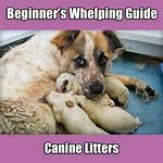 What Does Whelping Mean