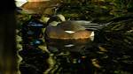 What Does Wigeons Mean?