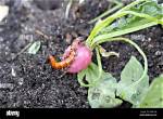 What Does Wireworms Eat?