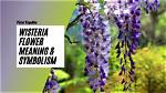 What Does Wisteria Represent?