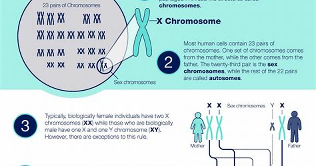 What Does X Chromosome Code for?
